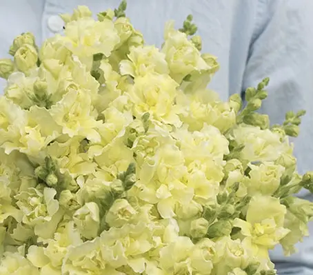 Antirrhinum majus 'F1 Madame Butterfly Yellow' -0