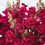 Antirrhinum majus 'F1 Madame Butterfly Red' -0