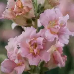 Unique azalea-type blooms on tall, graceful flower spikes.