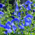 There is little else that can compete with the richness of its colour.