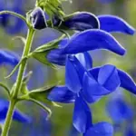 Salvia patens 'Patio Deep Blue' is one of the compact varieties of the 'Gentian Sages'.