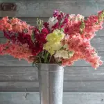 Ideal for summer borders and flower beds and perfect for cutting,