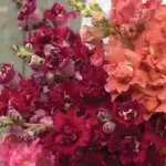 Antirrhinum majus 'F1 Madame Butterfly Red' -20040