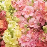 Antirrhinum majus 'F1 Madame Butterfly Yellow' -20513