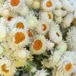 They produce continuous stems from mid July through to October.