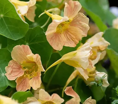 ‘Tip Top Pink Blush’ sports vintage cream flowers with a pink blush veining to the petals.