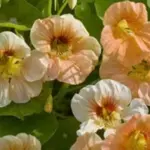 Tropaeolum ‘Tip Top' is a premium series that provides uniquely coloured flowers