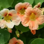 'Tip Top Apricot’ blooms in multiple hues of apricot, the petals have a darker veining with a deeply shaded throat