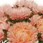 Callistephus chinensis 'Chrysantella, Autumn Forest' -0