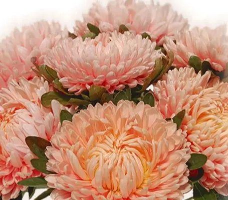 Callistephus chinensis 'Chrysantella, Autumn Forest' -0