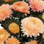 Callistephus chinensis 'Chrysantella, Autumn Forest' -20153