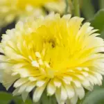 Calendula, 'Double Lemon' is an award winning variety that produces large double, pale lemon blooms.