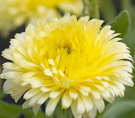 Calendula, 'Double Lemon' is an award winning variety that produces large double, pale lemon blooms.