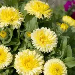 Compact, bushy and free flowering. , the plants grow to a height of around 40cm tall.