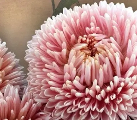 Callistephus chinensis 'Chrysantella, Lotus Flower' -0