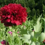 A profusion of cut petals in brilliant crimson-red makes 'Crimson Feathers' a must-have flower