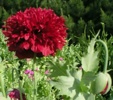 A profusion of cut petals in brilliant crimson-red makes 'Crimson Feathers' a must-have flower