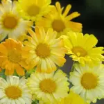 Calendula officinalis 'Citrus Mixed' produces a bright mixture of apricot, orange, lemon and cream blooms