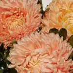 Callistephus chinensis 'Chrysantella, Autumn Forest' -20156