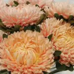 Callistephus chinensis 'Chrysantella, Autumn Forest' -20155