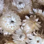 Helichrysum bracteatum 'King Size Creamy White'-0