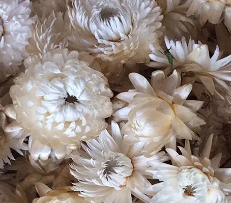 Helichrysum bracteatum 'King Size Creamy White'-0