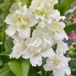 A wonderful tall variety in the absolute perfect shade of soft ivory-white