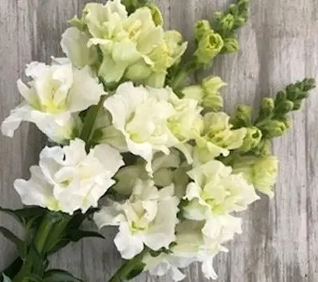 'Madame Butterfly Ivory' bear lusty stems closely set with large, fully double, ivory-white blooms.
