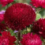 Callistephus chinensis 'Lady Coral Deep Red '-0