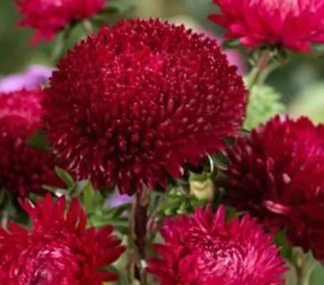 Callistephus chinensis 'Lady Coral Deep Red '-0