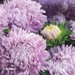 In the most desirable shade of lilac, 'Chrysantella, Lilac Mist' are simply gorgeous.
