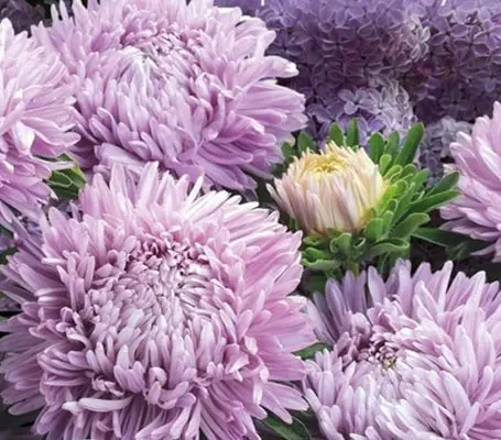 In the most desirable shade of lilac, 'Chrysantella, Lilac Mist' are simply gorgeous.