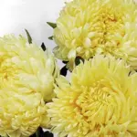 Callistephus chinensis 'Chrysantella, Limoncello' -0