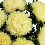 Callistephus chinensis 'Chrysantella, Limoncello' -20147