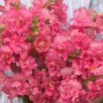 A wonderful tall variety in the perfect shade of rose pink