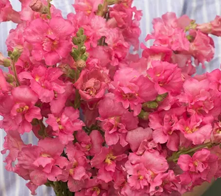 A wonderful tall variety in the perfect shade of rose pink