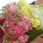 Ideal for growing at the back borders and perfect for cutting,