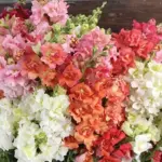 A wonderful tall variety in the absolute perfect shade of soft ivory-white