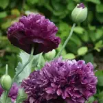 Peony poppies send up thick flower stems that rise as high as five feet and produce five to ten nodding flower heads.