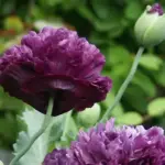 'Purple Peony' has fascinating, fully double, deep violet-purple flowers with lovely crinkled petals.