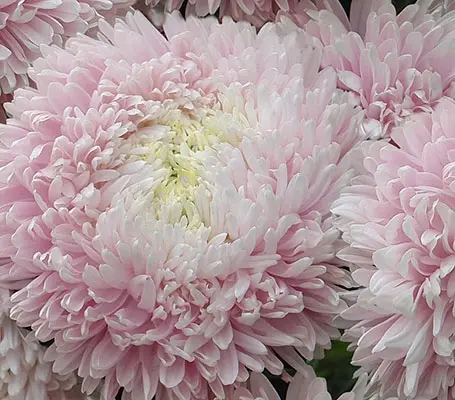 The Chrysantella series is a magnificent form