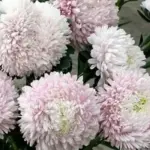 'Sakura' blooms are the most delicate of pale-pinks, the colour of cherry blossom.