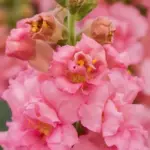 An amazing, award-winning variety that features unique azalea-type blooms on tall, graceful flower spikes.