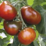 Tomato 'Revilla' produces flat to round, shining chestnut red fruits that have dark flamed shoulders.