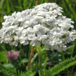Achillea have clusters of tiny white flowers that from a distance look like little patches of snow resting on the grass.