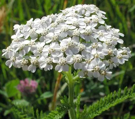 Achillea have clusters of tiny white flowers that from a distance look like little patches of snow resting on the grass.