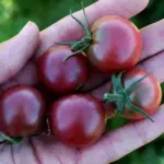 Black Cherry is a lovely jewel of a tomato, still fairly rare, they are the only truly black cherry tomato available.