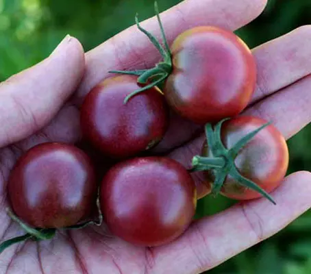 Black Cherry is a lovely jewel of a tomato, still fairly rare, they are the only truly black cherry tomato available.