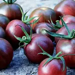Black Cherry plants produce huge clusters of 2.5cm (1in) round, deep purple, mahogany-brown cherry tomatoes on vigorous, tall plants.