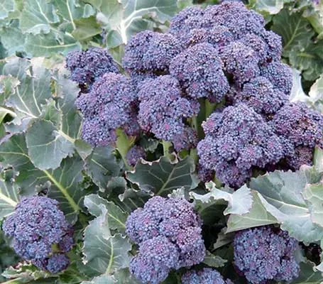 'Mendocino F1' is prized for its uniform, high-quality spears. Sow April to June and harvest from mid March to mid April.